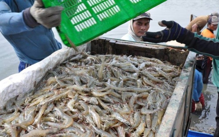 ekspor-udang-ke-pasar-internasional